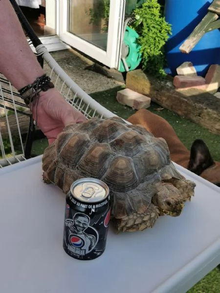 sulcata tartarughe di 4 anni | Foto 0