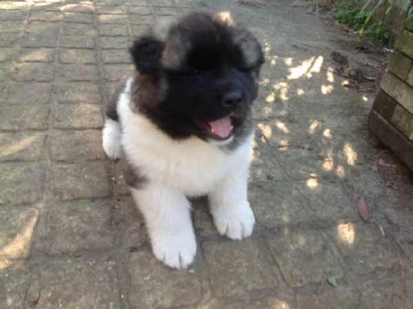  regalo akita-inu  | Foto 0