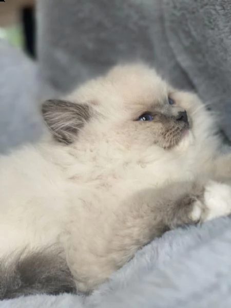 cuccioli di ragdoll | Foto 0