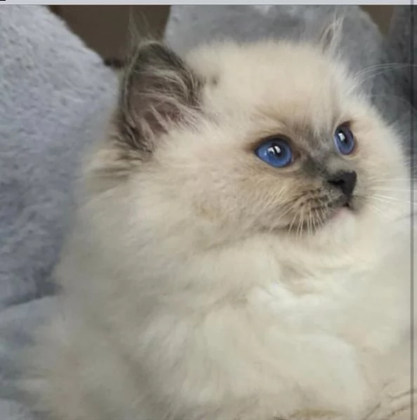 cuccioli di ragdoll