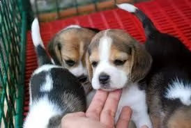 adorabili cuccioli di beagle femminucce e maschietti disponibili per l'adozione gratuita i cuccioli 