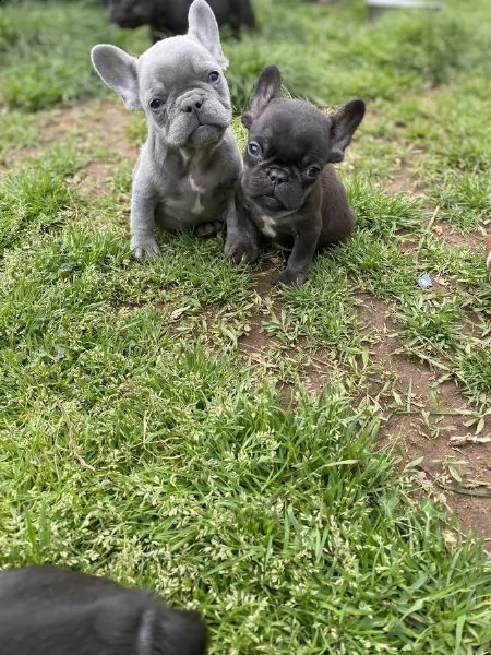 regalo regalo cucciolata di bouledogue francese,