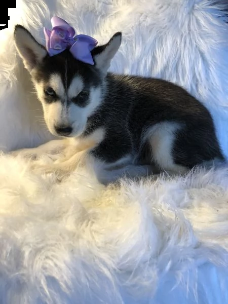 regalo regalo husky cuccioli disponible per l'adozione