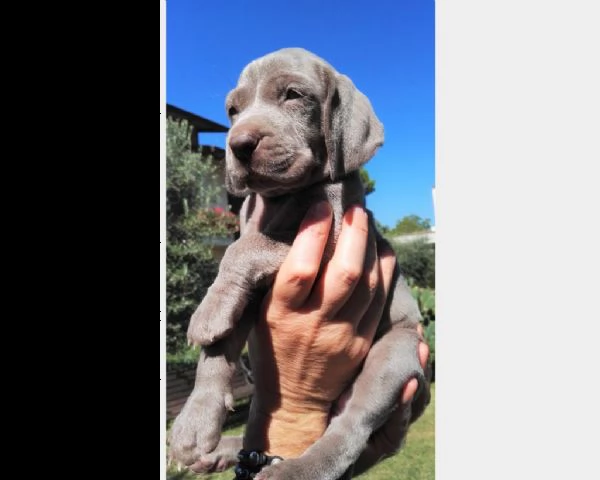 cuccioli di weimaraner a pelo corto maschio e femmina | Foto 4