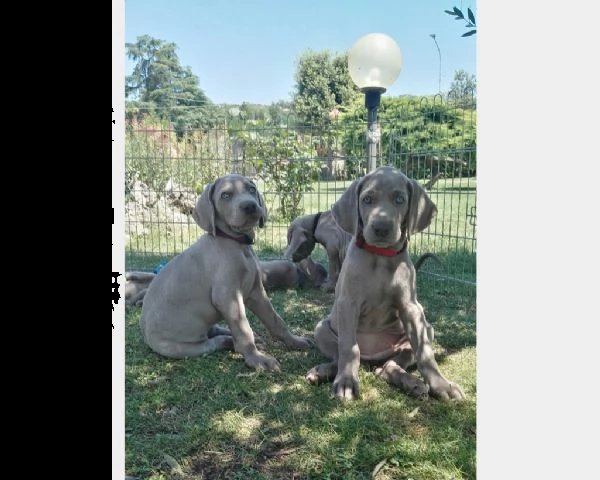 cuccioli di weimaraner a pelo corto maschio e femmina | Foto 3