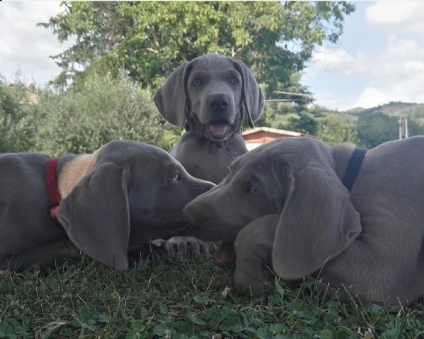 cuccioli di weimaraner a pelo corto maschio e femmina | Foto 2