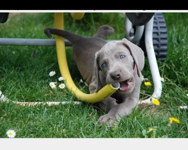 cuccioli di weimaraner a pelo corto maschio e femmina