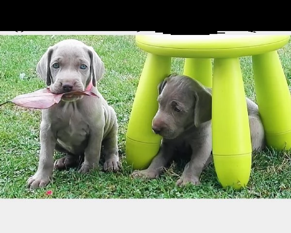 cuccioli di weimaraner a pelo corto maschio e femmina | Foto 1