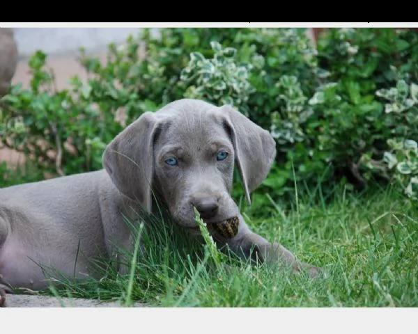 cuccioli di weimaraner a pelo corto maschio e femmina | Foto 0