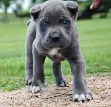 cuccioli di cane corso maschio e femmina | Foto 4