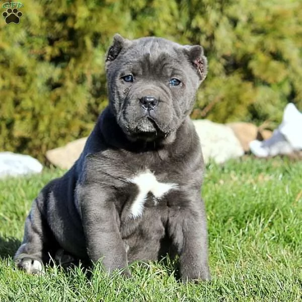 cuccioli di cane corso maschio e femmina | Foto 3