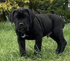 cuccioli di cane corso maschio e femmina