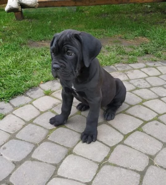 cuccioli di cane corso maschio e femmina | Foto 2