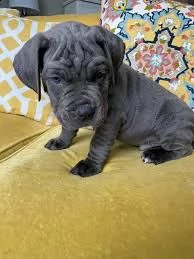 cuccioli di cane corso maschio e femmina | Foto 1