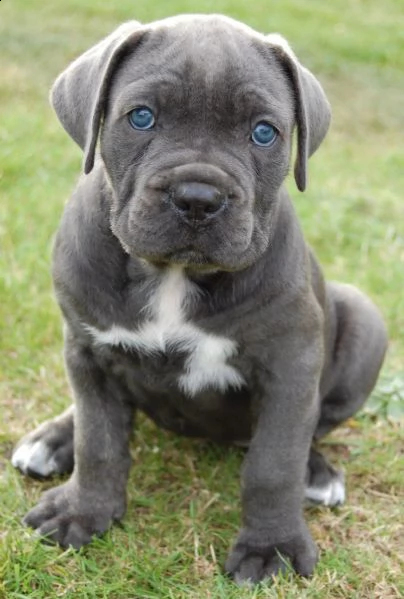 cuccioli di cane corso maschio e femmina | Foto 0