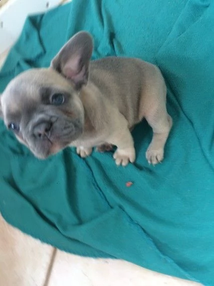 adorabili cuccioli di bulldog frances maschi e femmine