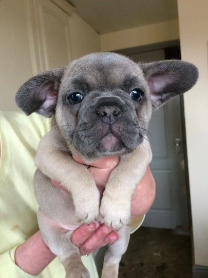 adorabili cuccioli di bulldog francese maschio e femmina pronti per l'adozione, per favore contattam | Foto 1