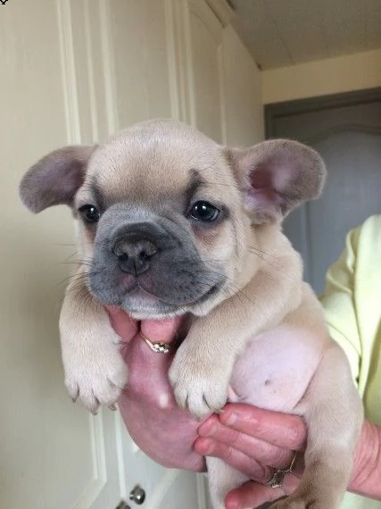 adorabili cuccioli di bulldog francese maschio e femmina pronti per l'adozione, per favore contattam | Foto 0