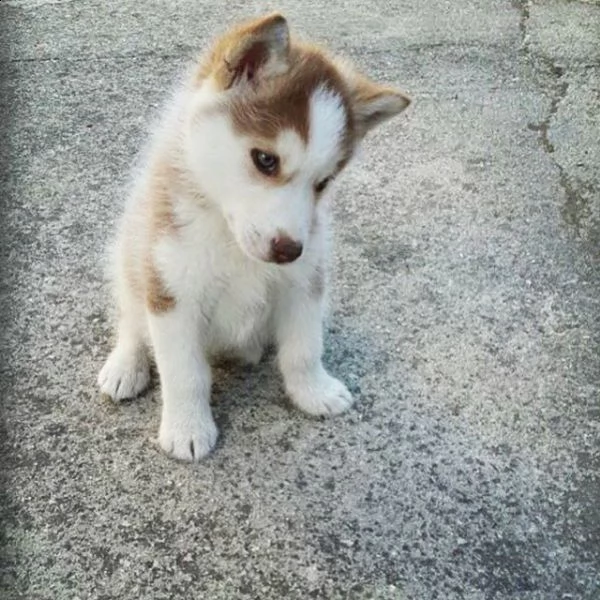 cuccioli siberian husky