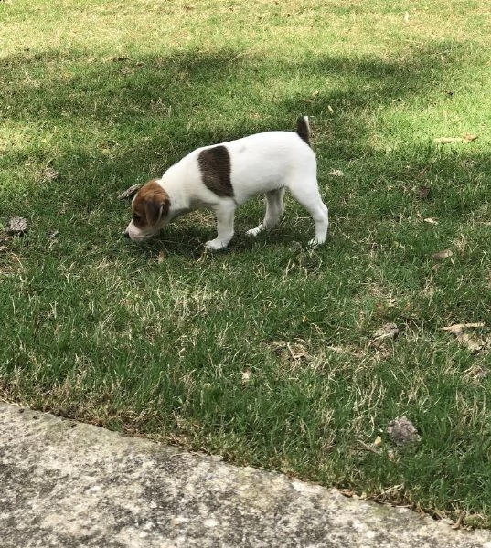 vendita cuccioli di jack russell terrier