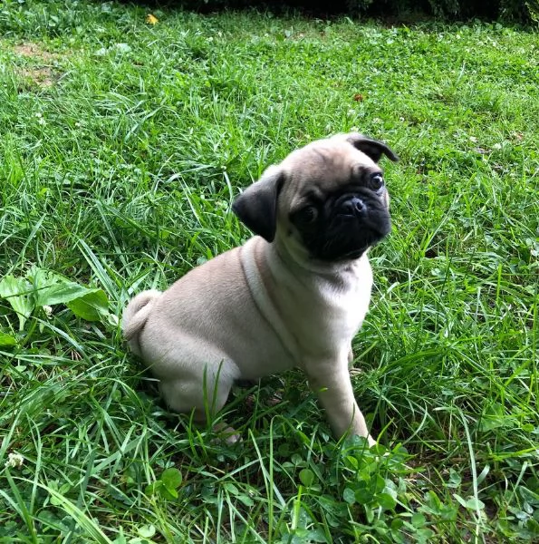 vendita cucciolo carlino cuccioli con pedigree enci