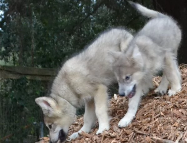 bovaro del cane lupo cecoslovacco 80 giorni