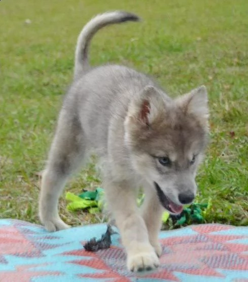 bovaro del cane lupo cecoslovacco 80 giorni | Foto 0