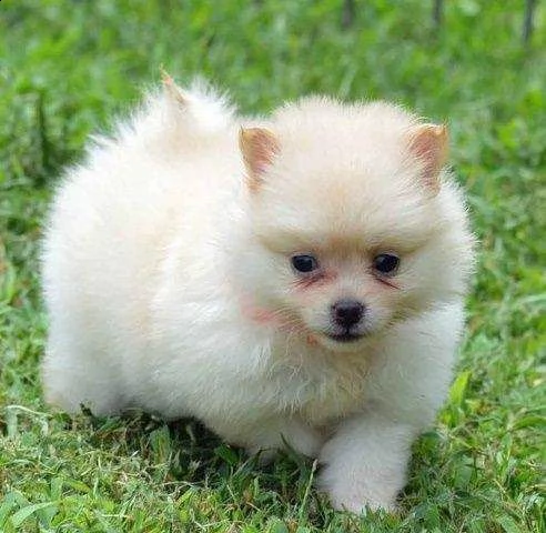 adorabili cuccioli di pomerania maschi e femmine in cerca di una nuova casa di 90 giorni si prega di | Foto 0