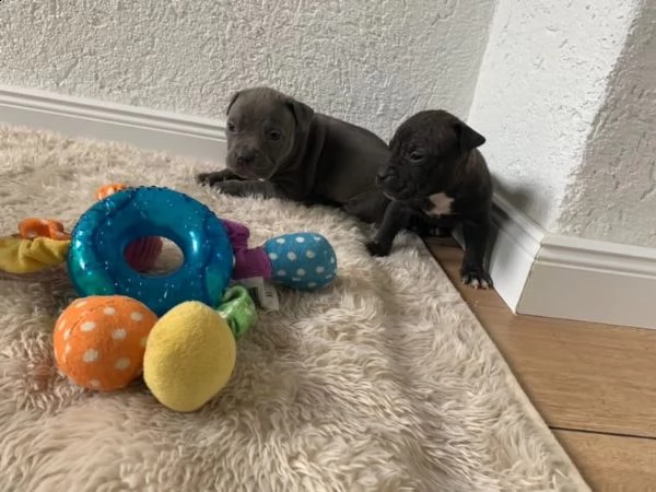 bellissimi cuccioli di pitbull sia maschi che femmine p | Foto 0