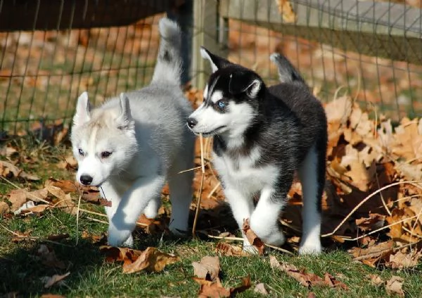 cuccioli di pura razza siberyan husky