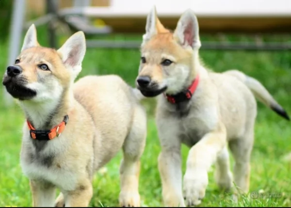 bellissimi cuccioli di cane lupo cecoslovacco