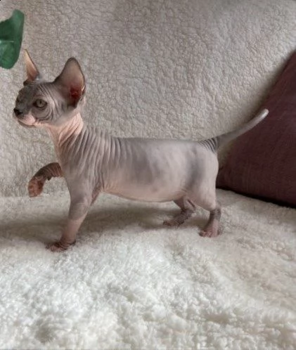 gattini sphynx maschi e femmine