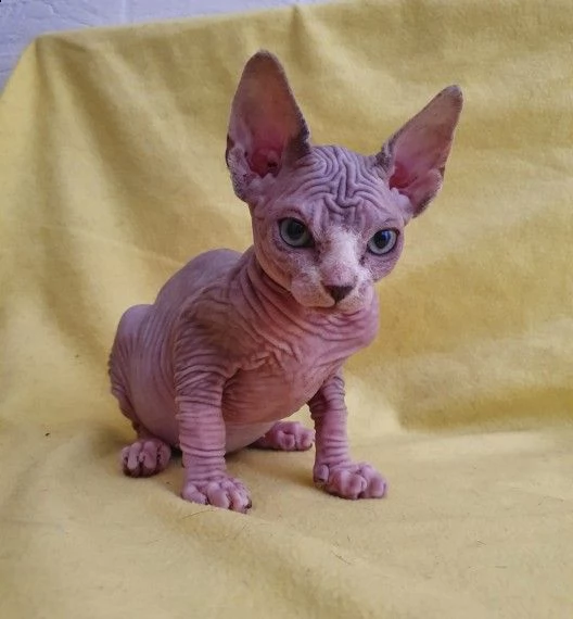 disponibile cucciolo sphynx con pedigree afef