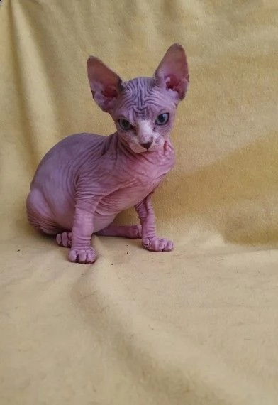 canadian sphynx red