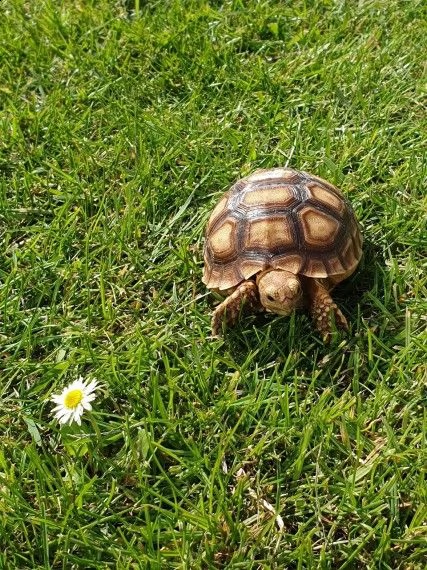 tartarughe di terra sulcata | Foto 0