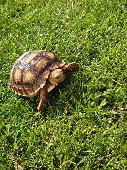 tartarughe di terra sulcata