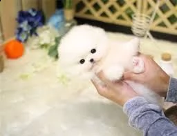 adorabili cuccioli di pomerania maschi e femmine in cerca di una nuova casa di 60 giorni