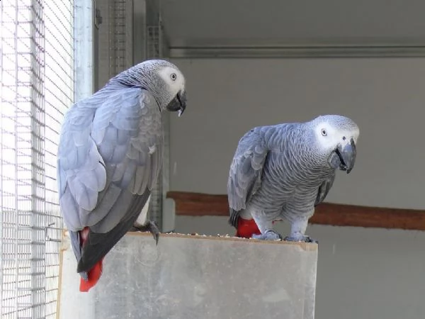 pappagalli cenerini di 6 mesi allevato a mano