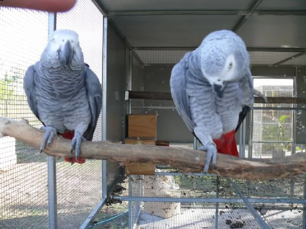 pappagalli cenerini di 6 mesi allevato a mano | Foto 1