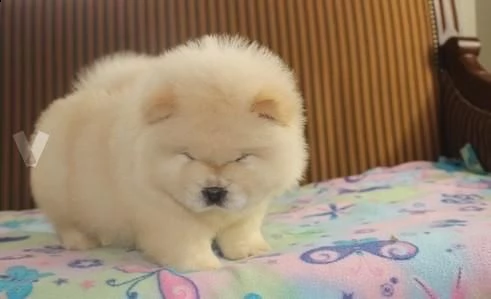 simpatici e adorabili cuccioli di chow chow 