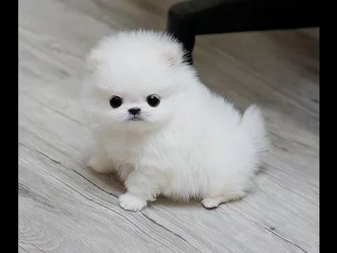 bellissimo maschio e femmina della pomerania