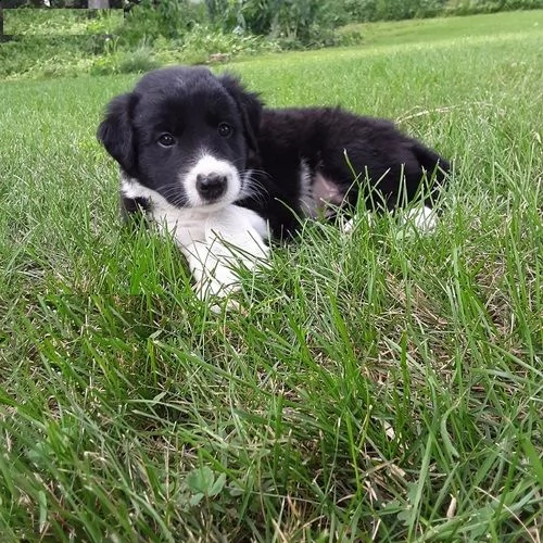 cuccioli di border collie con pedigree cuccioli di border collie per l'adozione vi prego di contatta