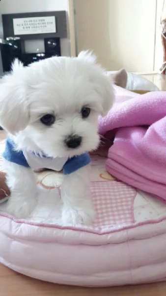 cuccioli di maltese toy