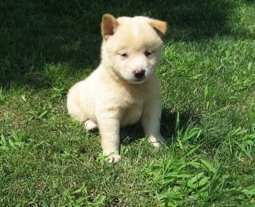 simpatici cuccioli di shiba inu per la nuova casa