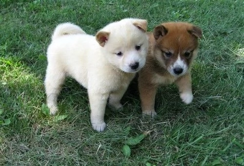 simpatici cuccioli di shiba inu per la nuova casa | Foto 0