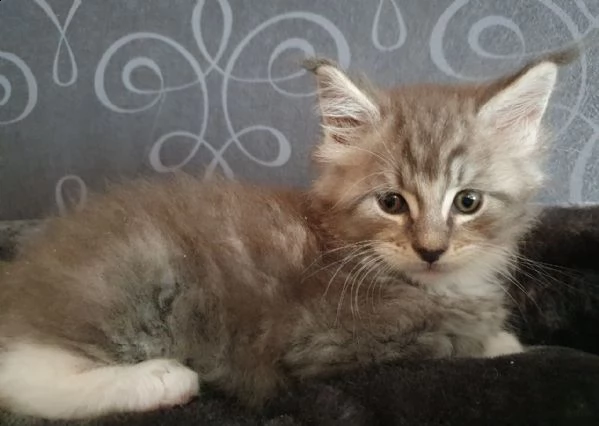 disponibili cuccioli maine coon | Foto 4