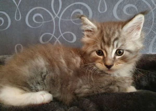 disponibili cuccioli maine coon | Foto 3