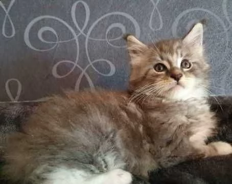 disponibili cuccioli maine coon | Foto 2