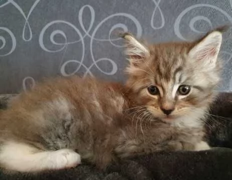 disponibili cuccioli maine coon