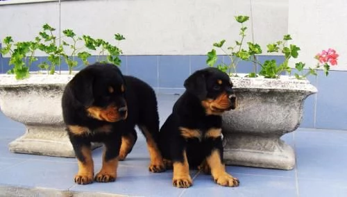 cuccioli di rottweiler . abbiamo un maschio e due femmine